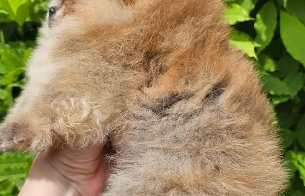 Pomeranian BOO typu miś – szczenięta szpica pomorskiego 7