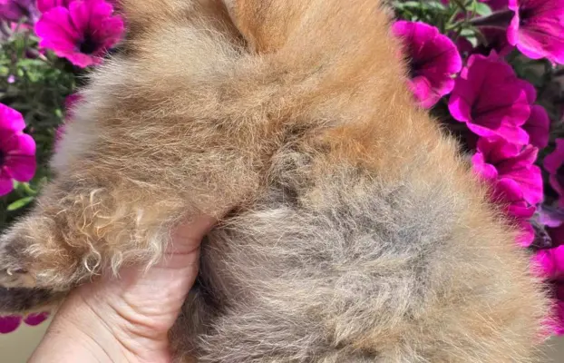 Pomeranian BOO typu miś – szczenięta szpica pomorskiego 8