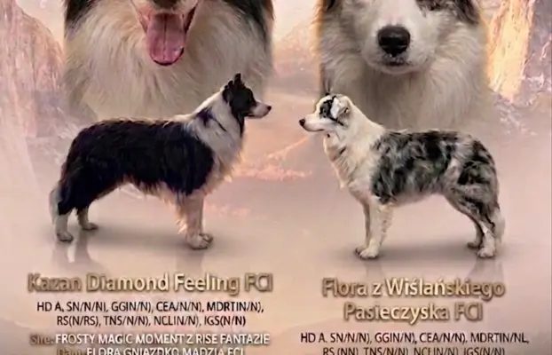 Szczeniak Border Collie FCI/ ZKwP 11