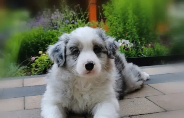 Szczeniak Border Collie FCI/ ZKwP 12