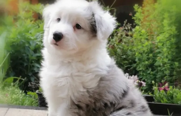Szczeniak Border Collie FCI/ ZKwP 13