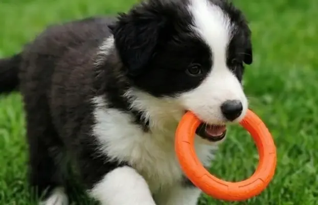 Szczeniak Border Collie FCI/ ZKwP 5
