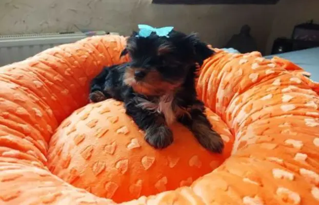 York Yorkshire Terrier Biewer Black Tan 1