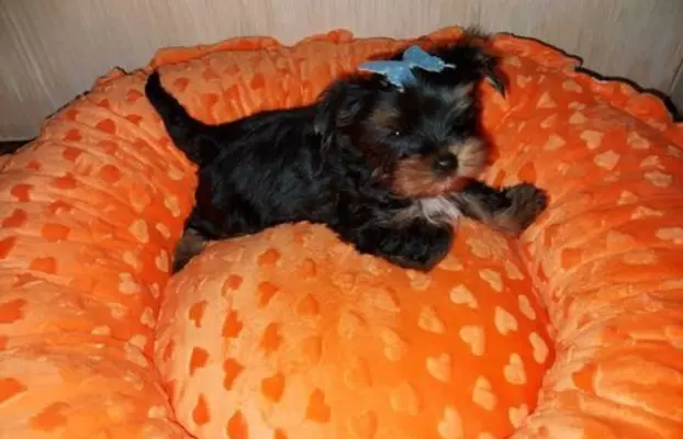 York Yorkshire Terrier Biewer Black Tan 2