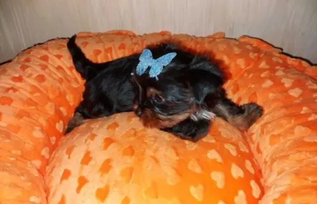 York Yorkshire Terrier Biewer Black Tan 3