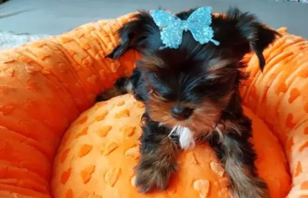 York Yorkshire Terrier Biewer Black Tan 4