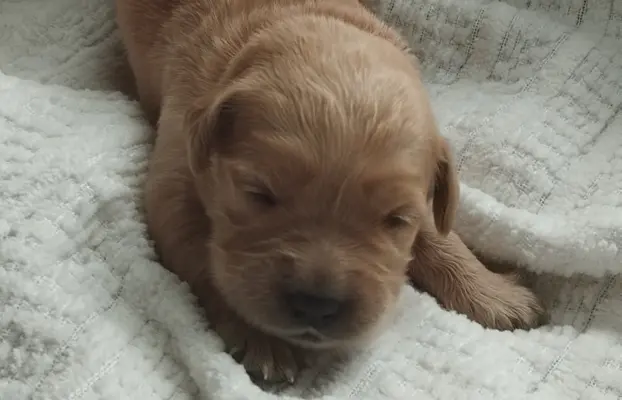 Szczeniaki golden retriever 9