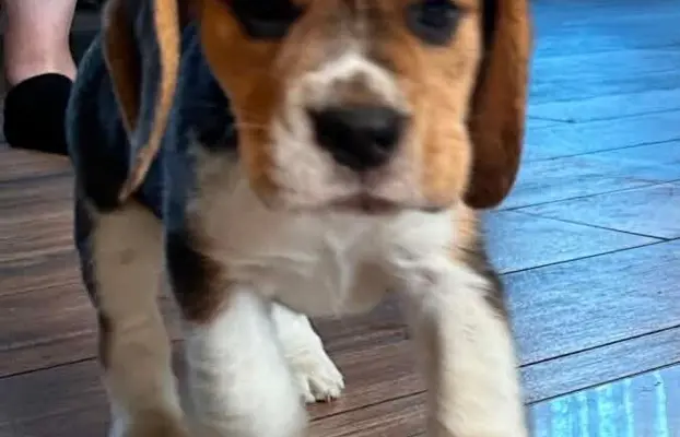 Szczeniaki Beagle tricolor ZKwP 1