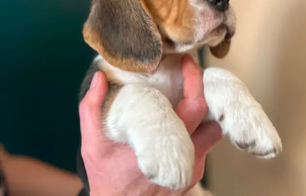Szczeniaki Beagle tricolor ZKwP 2