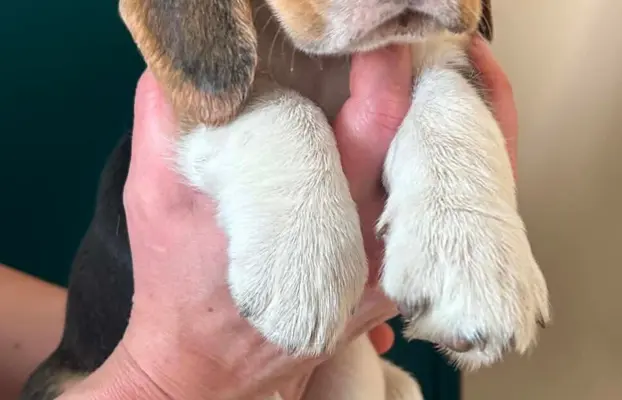 Szczeniaki Beagle tricolor ZKwP 3