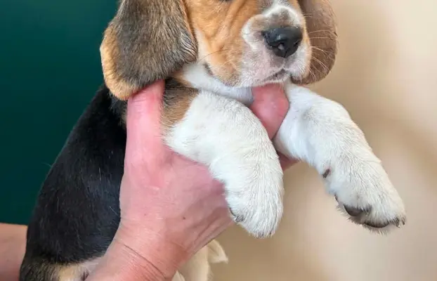 Szczeniaki Beagle tricolor ZKwP 4