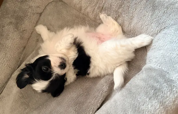 Wyjątkowe Maltipoo F1b 1