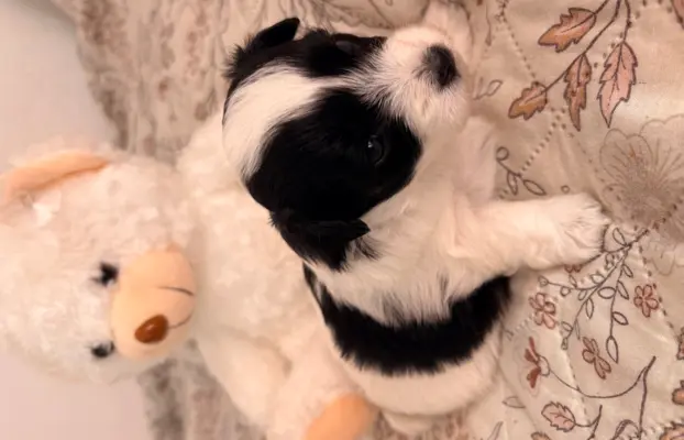 Wyjątkowe Maltipoo F1b 2