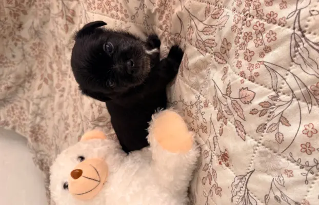 Wyjątkowe Maltipoo F1b 3