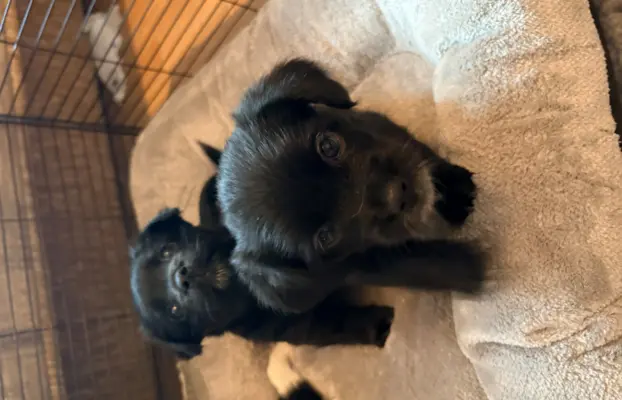 Wyjątkowe Maltipoo F1b 3