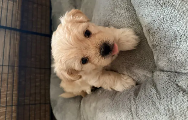 Wyjątkowe Maltipoo F1b 2