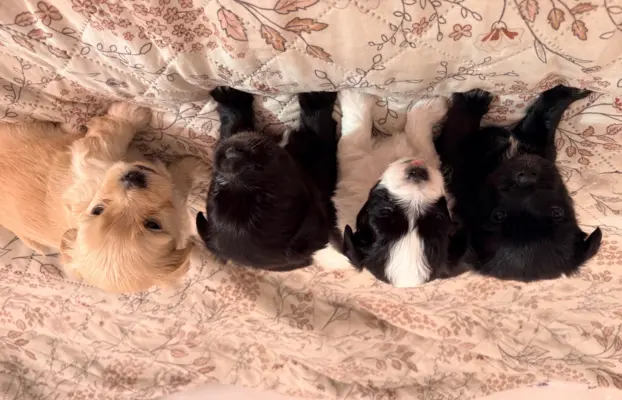 Wyjątkowe Maltipoo F1b 6