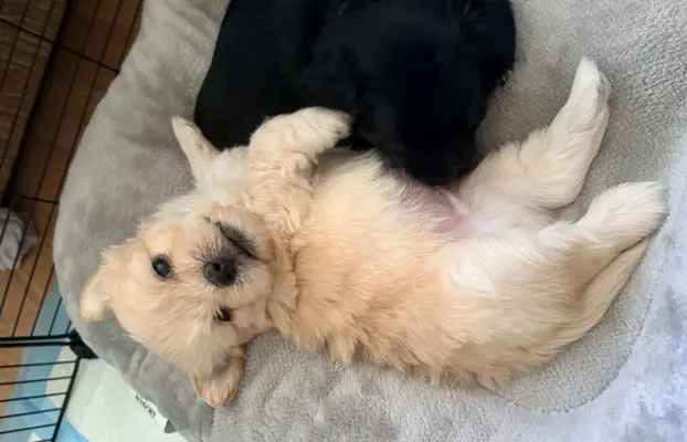 Wyjątkowe Maltipoo F1b 7