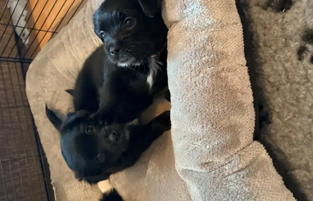 Wyjątkowe Maltipoo F1b 8