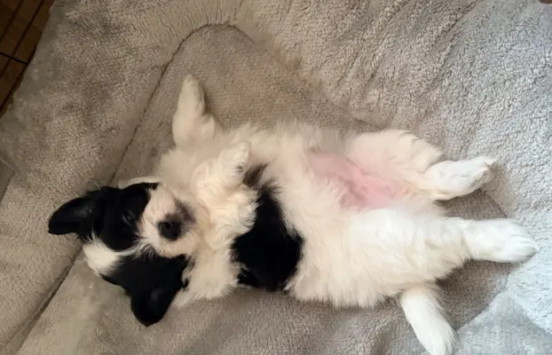 Wyjątkowe Maltipoo F1b 9
