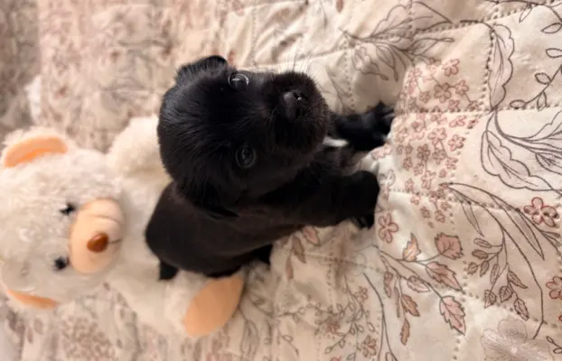 Wyjątkowe Maltipoo F1b 4