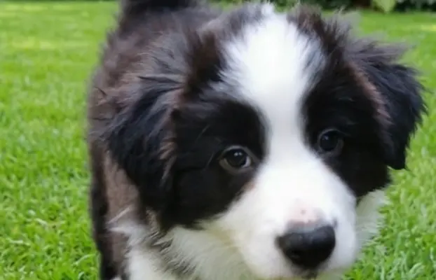 Szczeniaki Border Collie ZKwP - Rodowód FCI - 8 tyg - gotowe 2