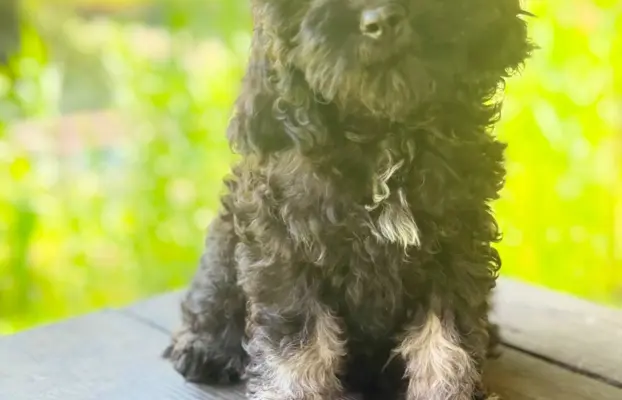 Cockapoo - Merle/Choco/Choco Merle/Silver Merle/Black 3