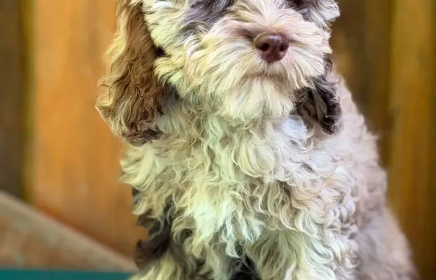 Cockapoo - Merle/Choco/Choco Merle/Silver Merle/Black 4