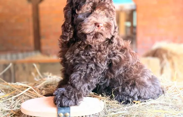 Cockapoo - Merle/Choco/Choco Merle/Silver Merle/Black 5
