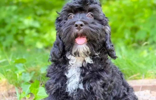 Cockapoo - Merle/Choco/Choco Merle/Silver Merle/Black 6