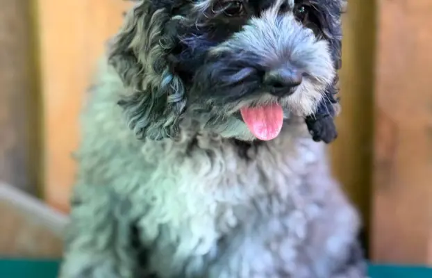 Cockapoo - Merle/Choco/Choco Merle/Silver Merle/Black 7