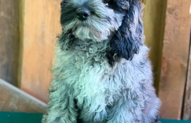 Cockapoo - Merle/Choco/Choco Merle/Silver Merle/Black 8