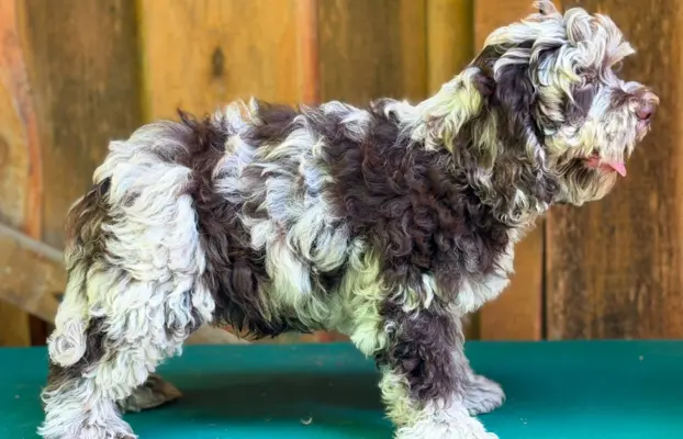 Cockapoo - Merle/Choco/Choco Merle/Silver Merle/Black 9