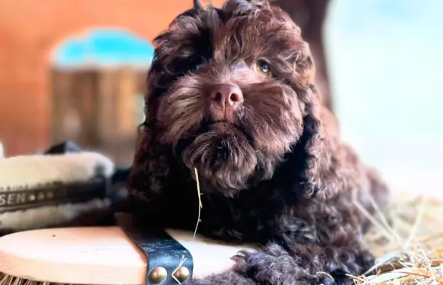 Cockapoo - Merle/Choco/Choco Merle/Silver Merle/Black 1