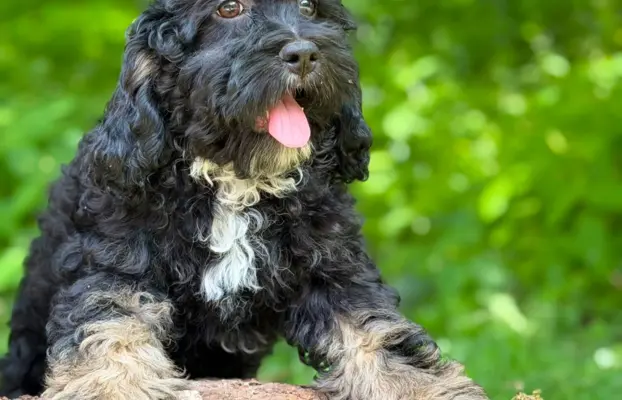 Cockapoo - Merle/Choco/Choco Merle/Silver Merle/Black 10