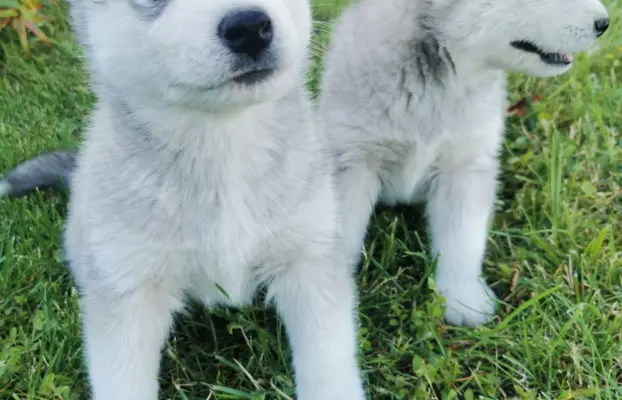Husky Syberyjski szczeniaki Husky 2
