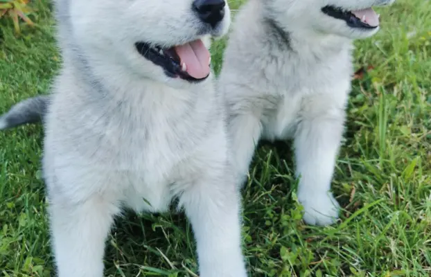 Husky Syberyjski szczeniaki Husky 4