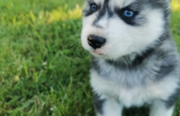 Husky Syberyjski szczeniaki Husky 7