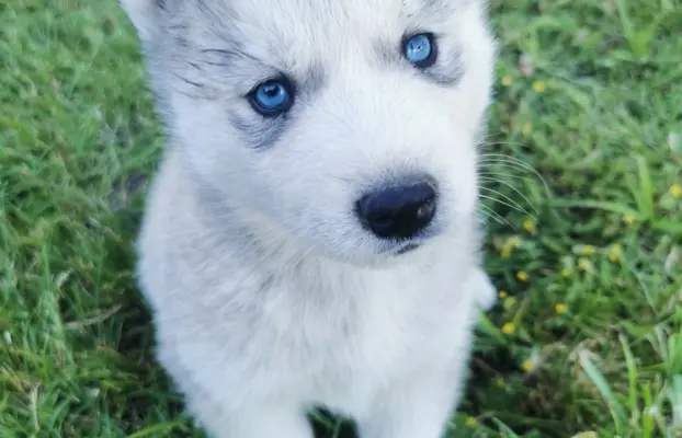 Husky Syberyjski szczeniaki Husky 9