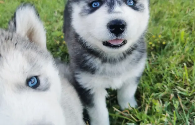 Husky Syberyjski szczeniaki Husky 3