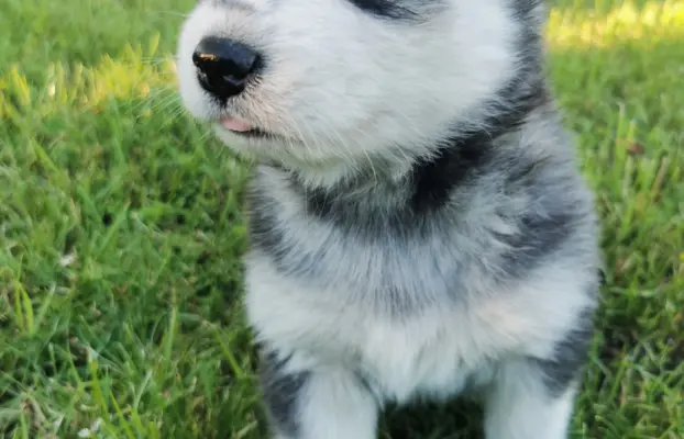 Husky Syberyjski szczeniaki Husky 5