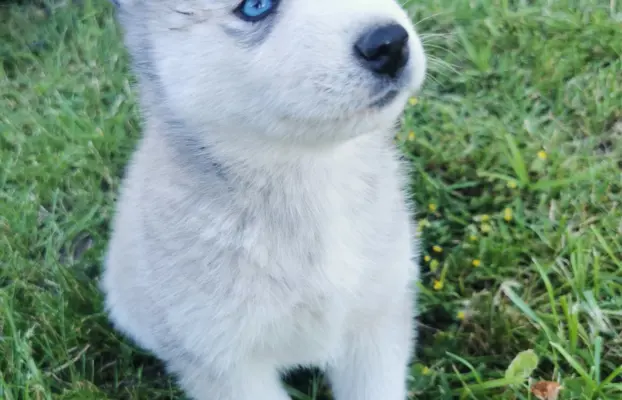 Husky Syberyjski szczeniaki Husky 6