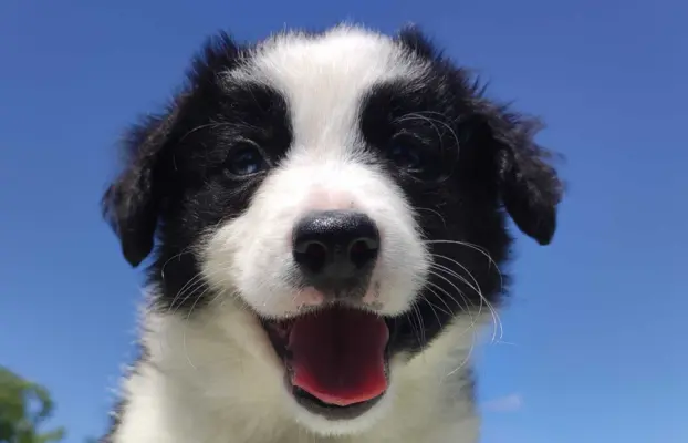 Piękna rasowa suczka - Border Collie z pełną dok. 1