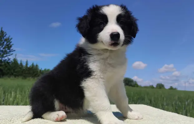 Piękna rasowa suczka - Border Collie z pełną dok. 2