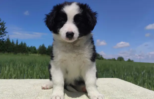 Piękna rasowa suczka - Border Collie z pełną dok. 3