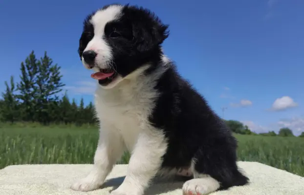 Piękna rasowa suczka - Border Collie z pełną dok. 4