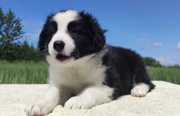Piękna rasowa suczka - Border Collie z pełną dok. 5