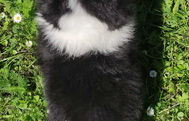 Piękna rasowa suczka - Border Collie z pełną dok. 6
