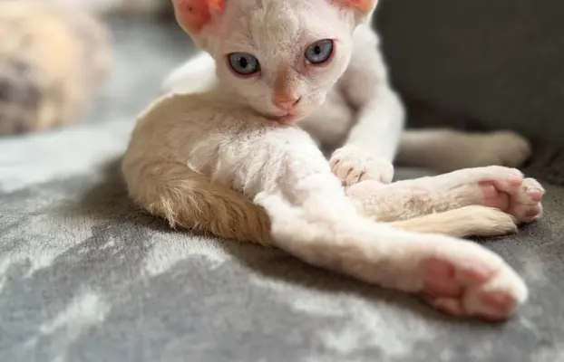 Kocurek Devon Rex 1