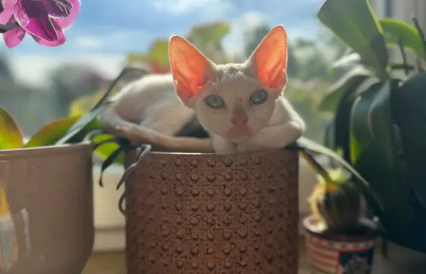 Kocurek Devon Rex 3